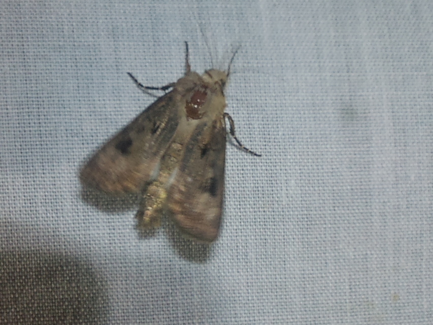Agrotis exclamationis - felkiáltójeles földibagoly