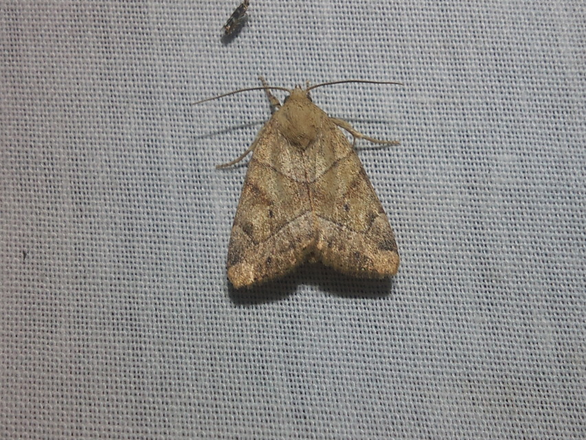 Cosmia trapezina - közönséges lombbagoly