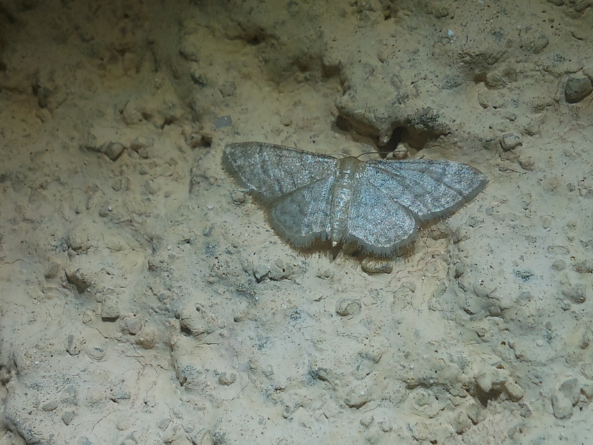 Idaea dilutaria - napvirág-apróaraszoló