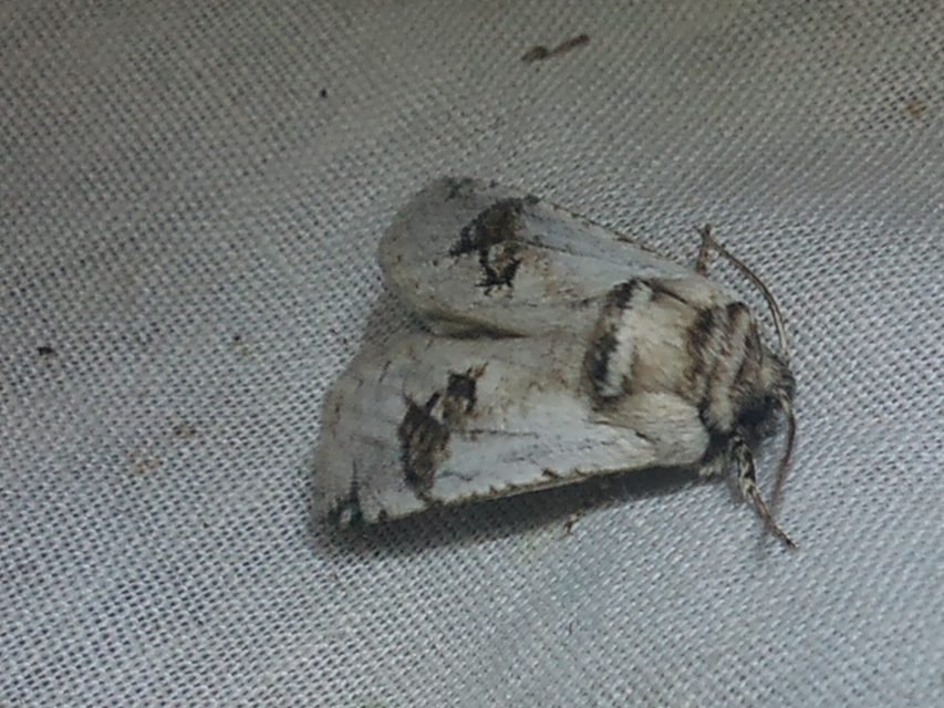 Parahypopta caestrum - spárgalepke