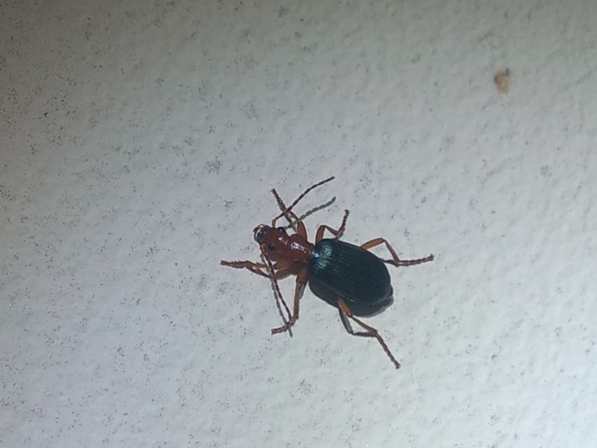 Brachinus crepitans - nagy pöfögőfutrinka