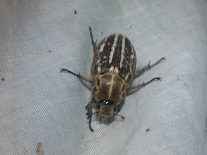 Anoxia orientalis - keleti cserebogár