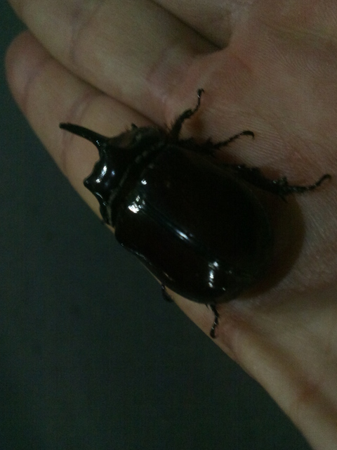Oryctes nasicornis - orrszarvú bogár