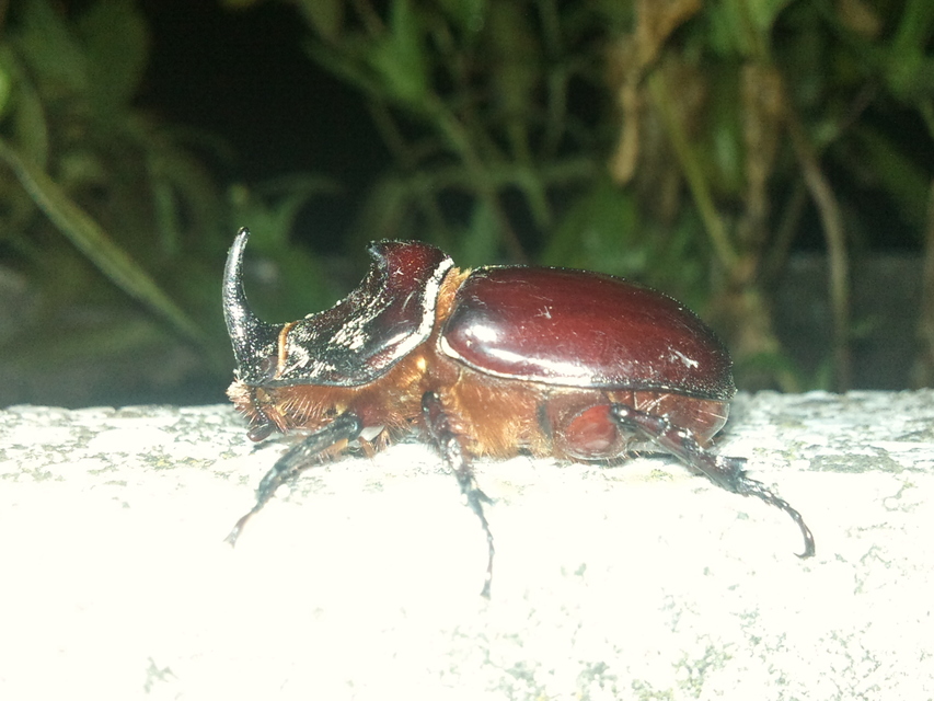 Oryctes nasicornis - orrszarvú bogár