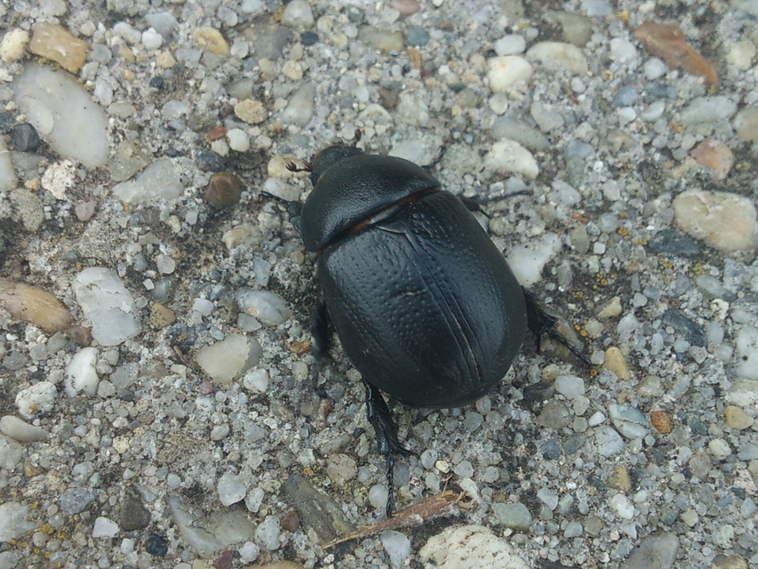 Pentodon idiota - butabogár