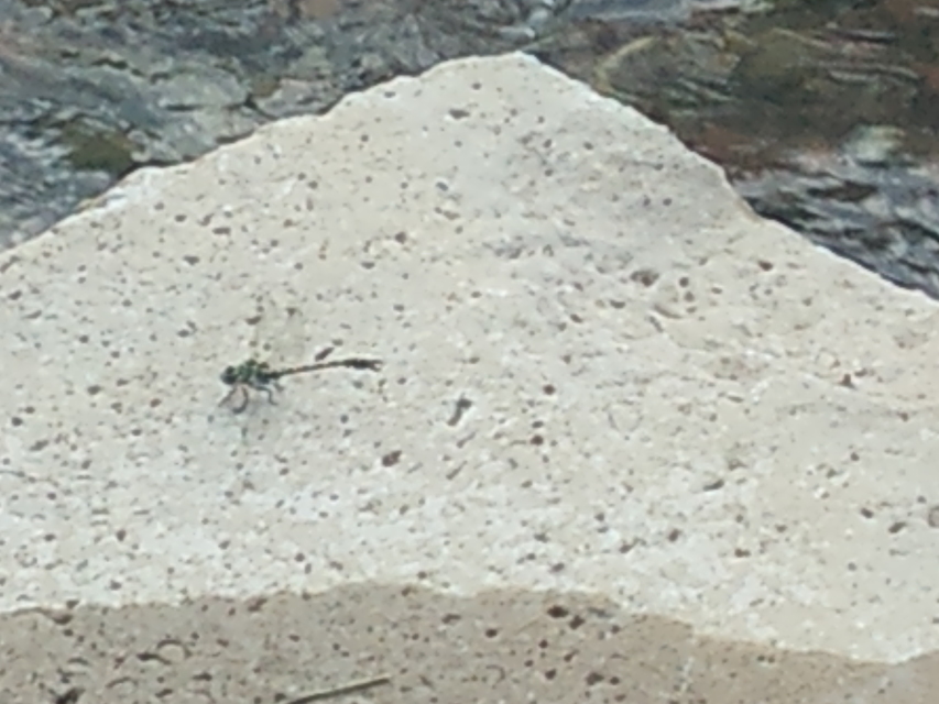 Onychogomphus forcipatus - gyűrűs folyami-szitakötő