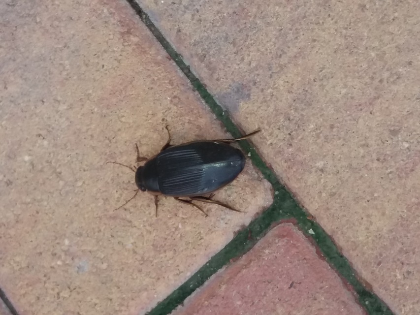 Dytiscus dimidiatus - tompacsípős csíkbogár