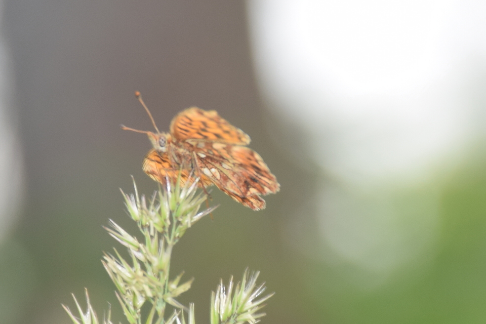 Boloria dia - kis gyöngyházlepke