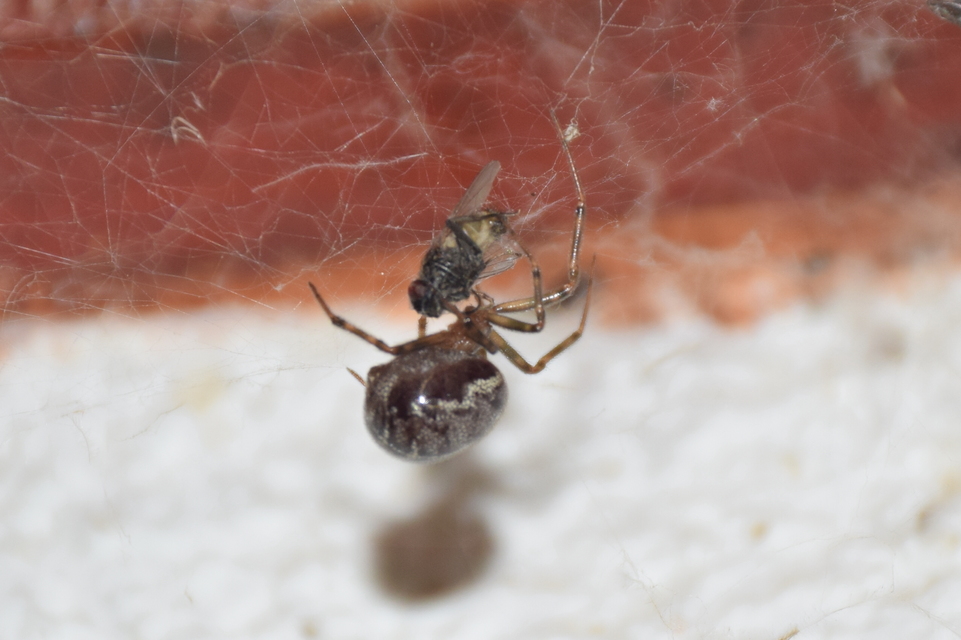 Steatoda castanea - gesztenyeszínű faggyúpók