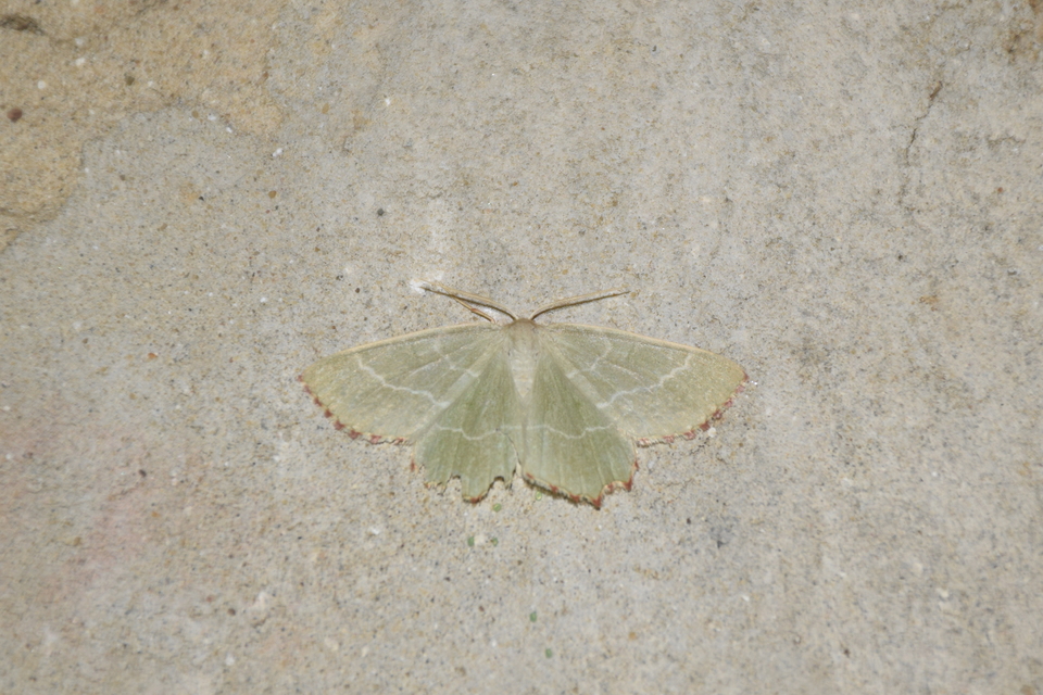 Thalera fimbrialis - csipkésszélű zöldaraszoló