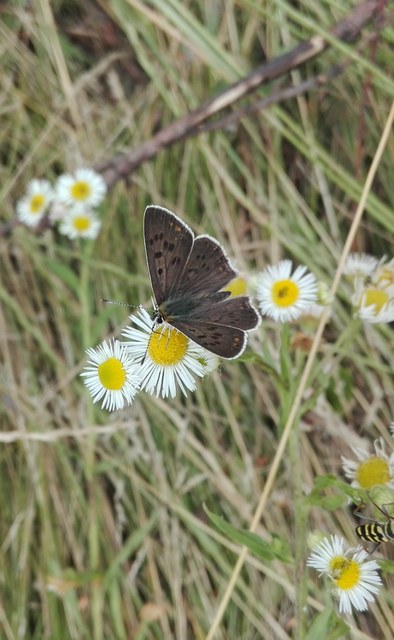 Lycaena tityrus - barna tűzlepke