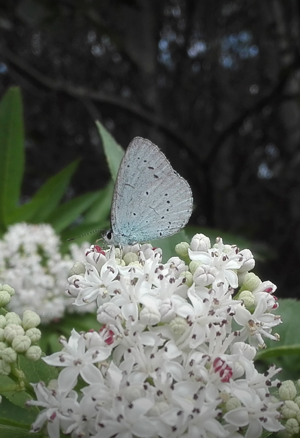 Celastrina argiolus - bengeboglárka