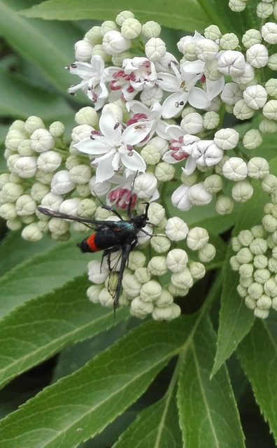 Synanthedon