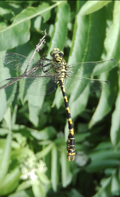 Onychogomphus forcipatus - gyűrűs folyami-szitakötő
