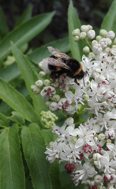 Bombus terrestris/lucorum