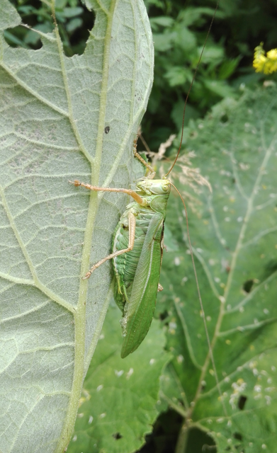 Tettigonia viridissima - zöld lombszöcske