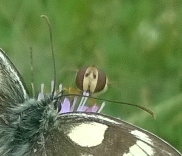 Melanargia galathea - sakktáblalepke