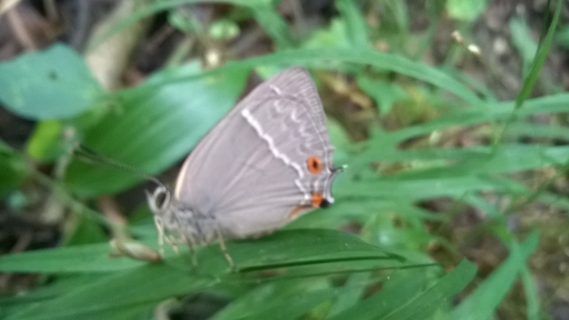 Neozephyrus quercus - tölgyfalepke