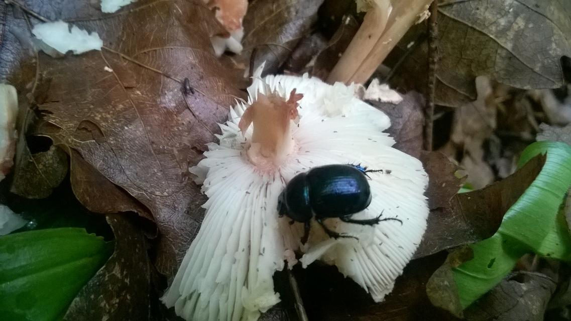 Anoplotrupes stercorosus - erdei álganéjtúró