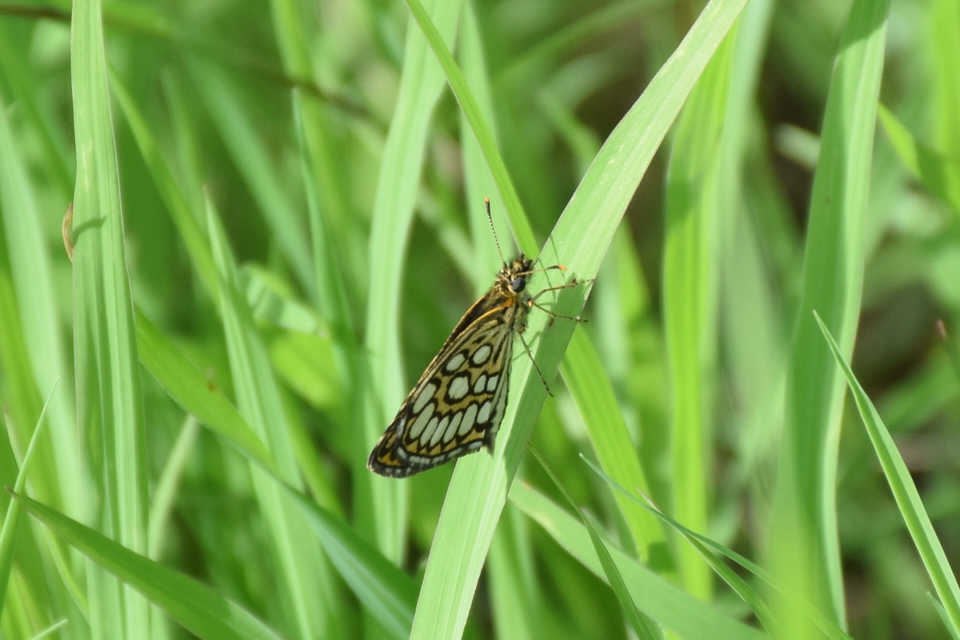 Heteropterus morpheus - tükrös busalepke