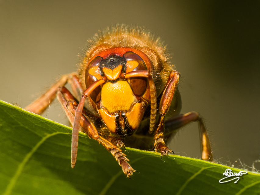 Vespa crabro - lódarázs