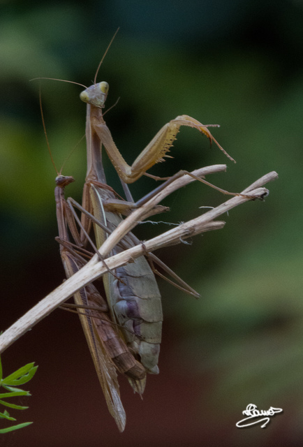 Mantis religiosa - imádkozósáska
