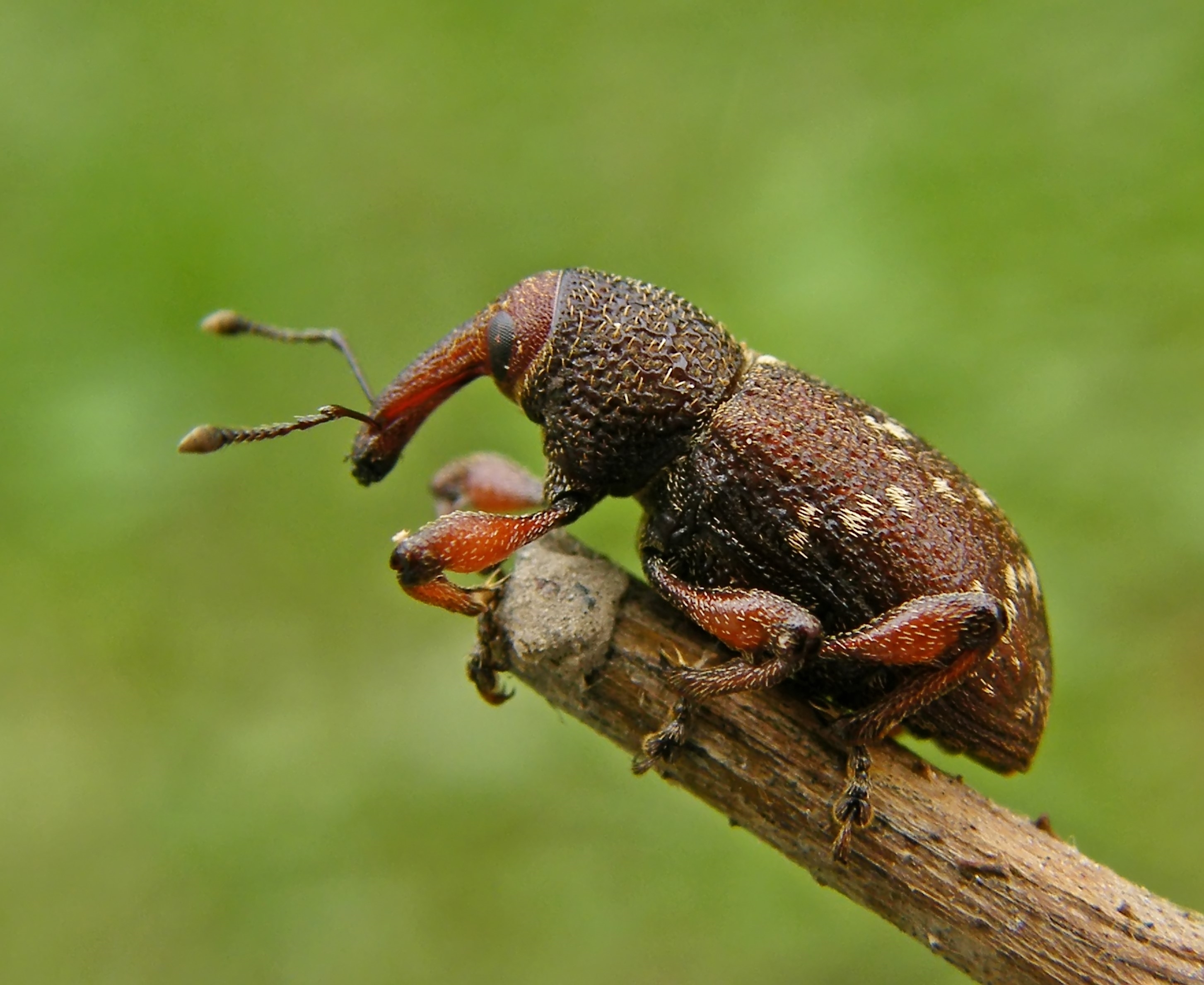 Hylobius transversovittatus - füzény-fenyvesormányos
