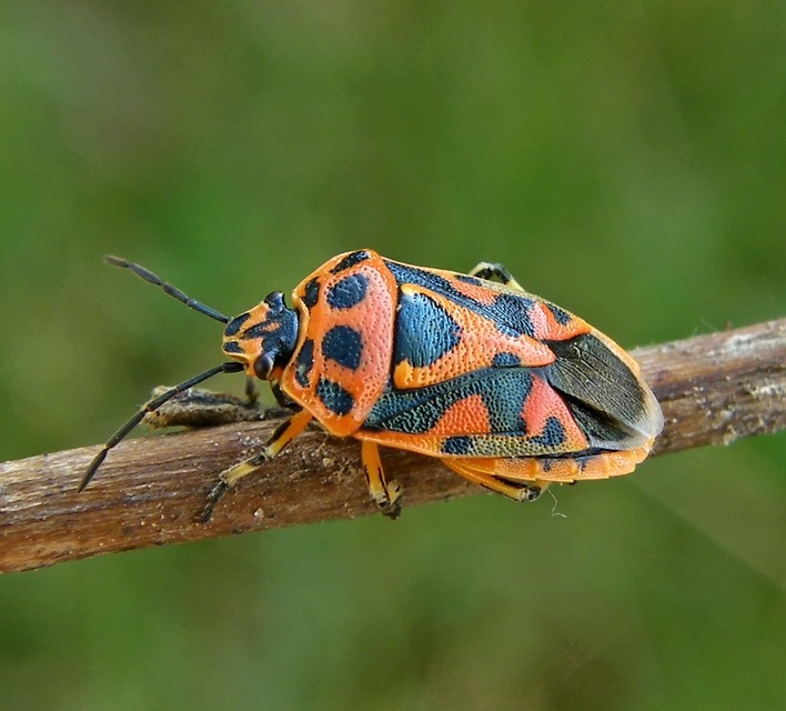Eurydema ornata - díszespoloska Eurydema ornata - díszespoloska