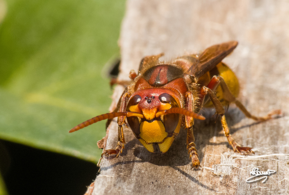 Vespa crabro - lódarázs