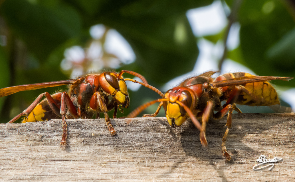 Vespa crabro - lódarázs