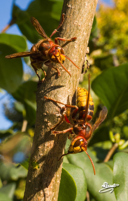 Vespa crabro - lódarázs