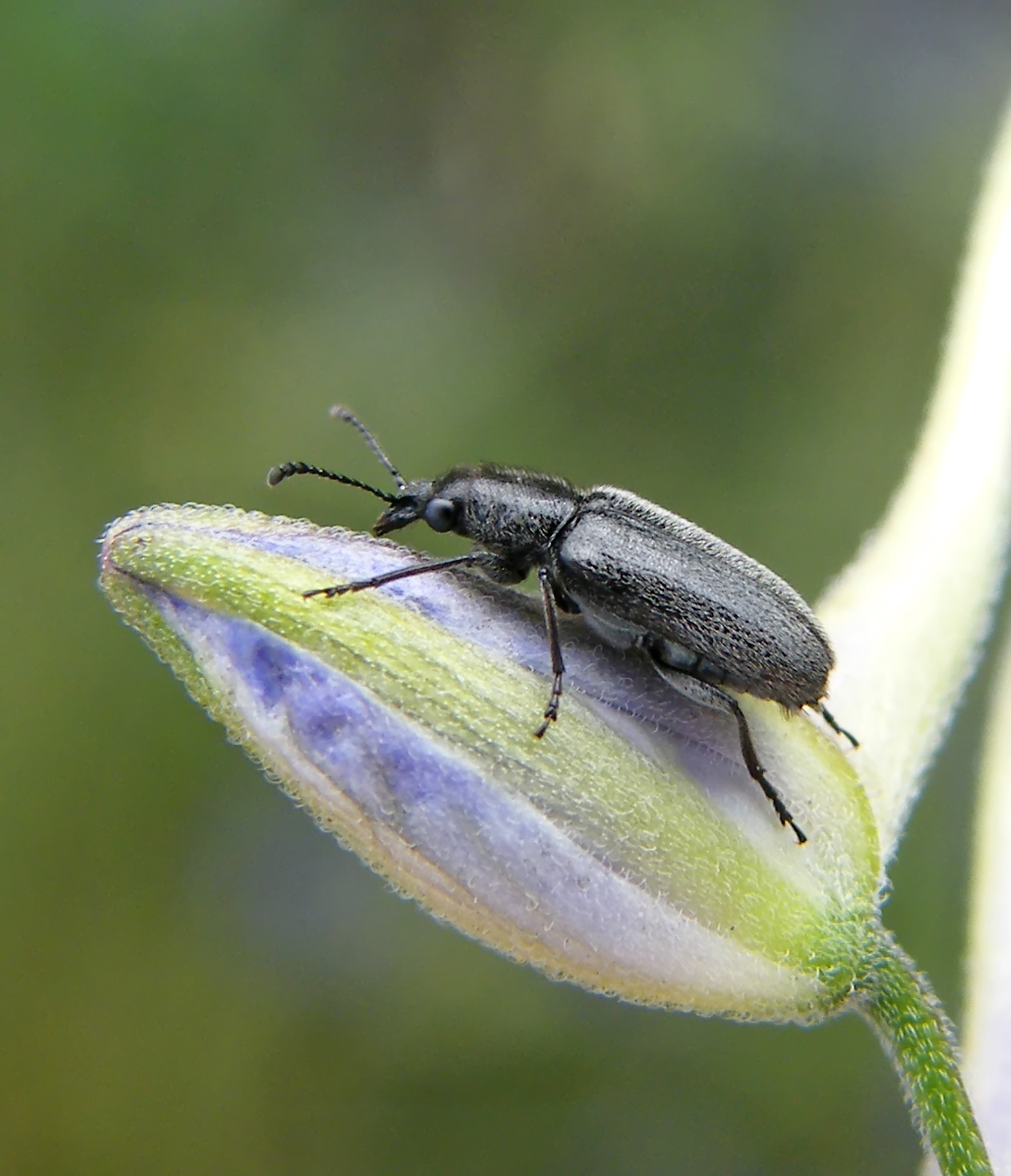 Nemonyx lepturoides - szarkaláb-áleszelény