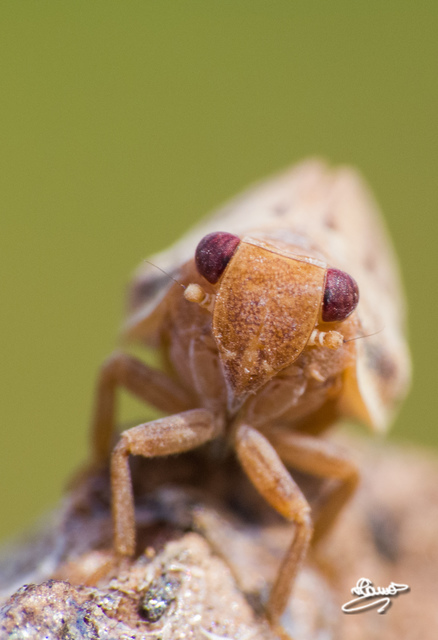 Agalmatium flavescens