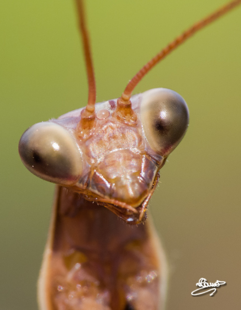 Mantis religiosa - imádkozósáska