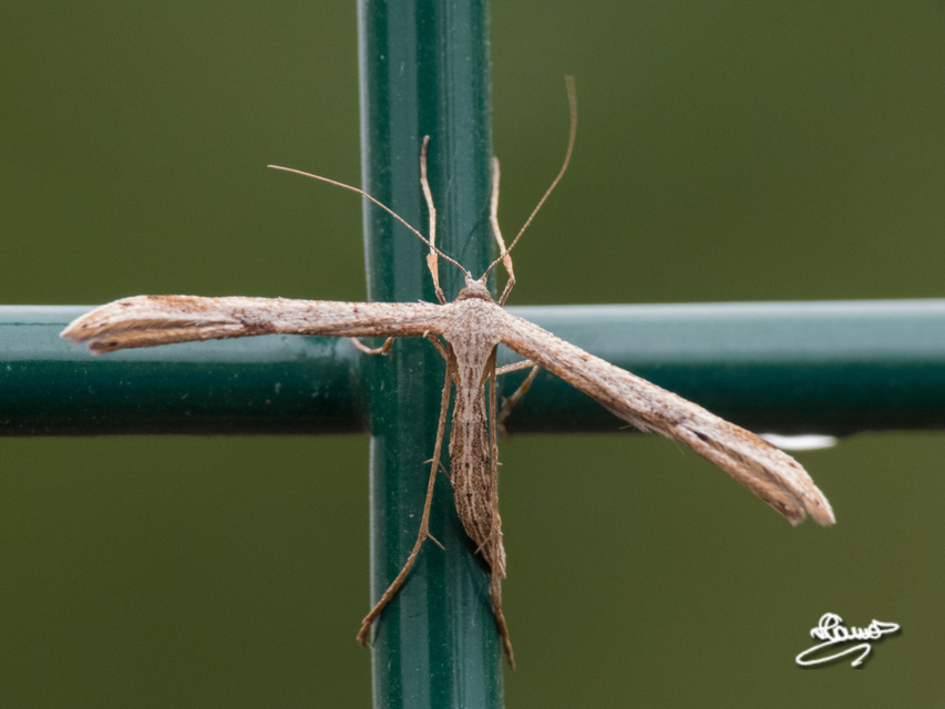 Pterophoridae - tollasmolyfélék