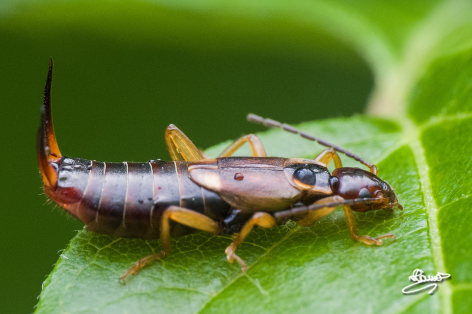 Forficula auricularia - közönséges fülbemászó