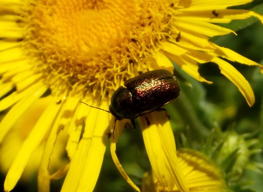 Cryptocephalus