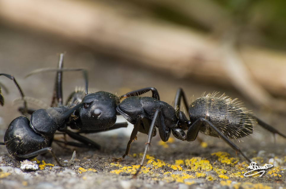 Camponotus vagus - fekete lóhangya