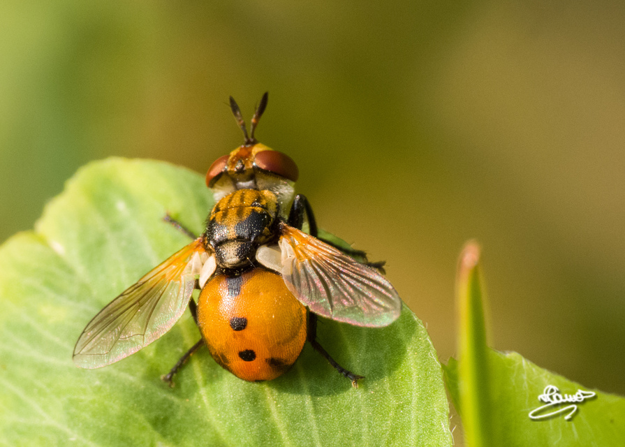 Gymnosoma