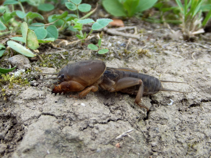 Gryllotalpa