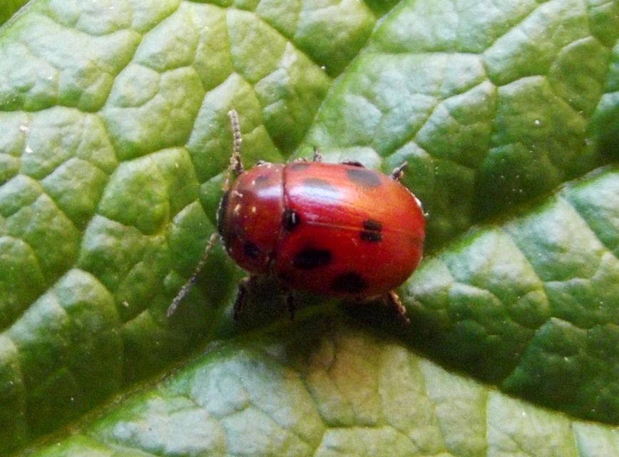 Gonioctena fornicata - közönséges lucernabogár