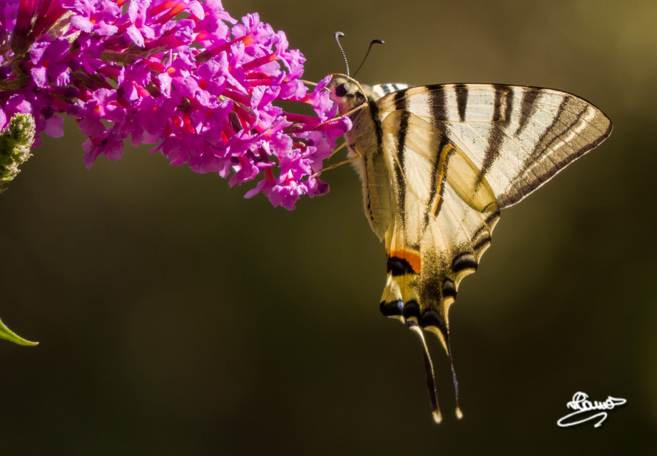 Iphiclides podalirius - kardoslepke
