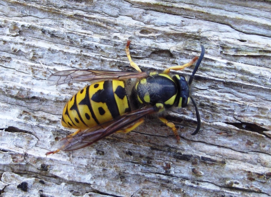 Vespula germanica - német darázs