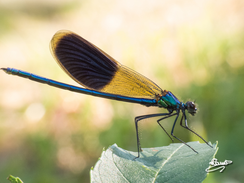 Calopteryx splendens - sávos szitakötő