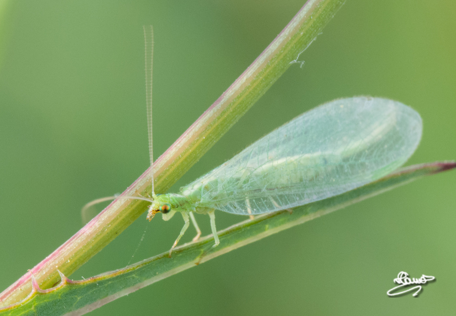 Chrysopidae - zöldfátyolkák