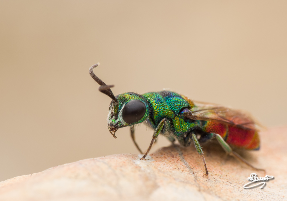 Chrysis scutellaris - aranypajzsú fémdarázs