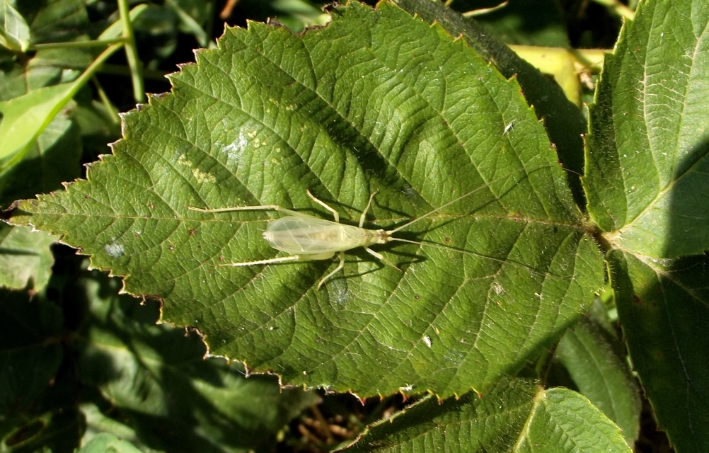 Oecanthus pellucens - pirregőtücsök