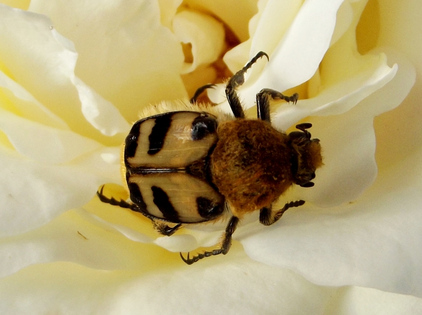 Trichius sexualis - keleti prémesbogár