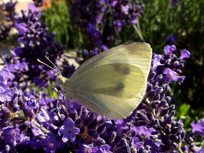Pieris rapae - répalepke