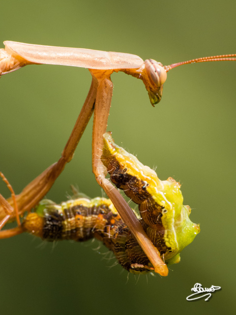 Mantis religiosa - imádkozósáska